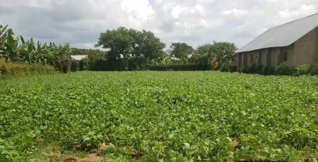 A bean field in Nakivale grown on biochar-amended soil